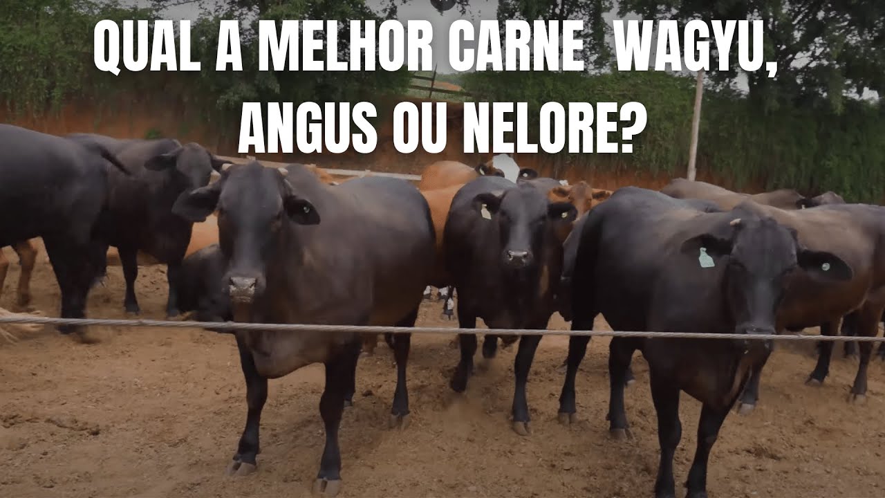 COWPIG Visita. Qual a melhor carne? Wagyu, Angus ou Nelore